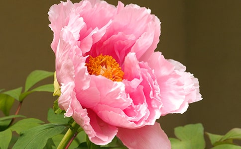 【精选】牡丹花小学作文3篇