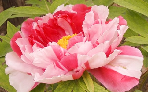 ��ѡĵ����Сѧ������ƪ