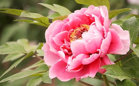 ʵ�õ�ĵ����Сѧ���İ�ƪ