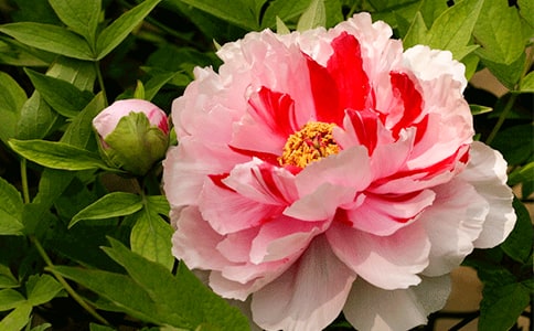 【精选】牡丹花小学作文4篇