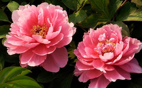 精选牡丹花小学作文汇编5篇