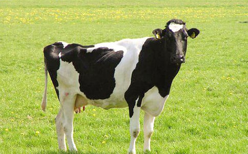 奶牛场工作总结