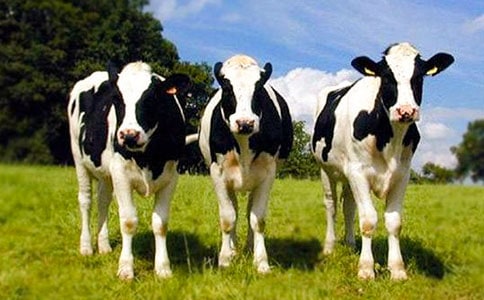 ��ţ�������ܽ�