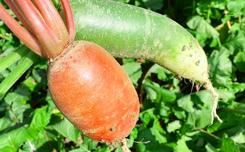 农家乐策划书集锦15篇