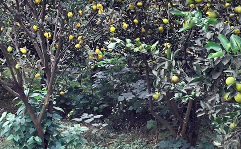 ũ���ֲ߻��鷽��