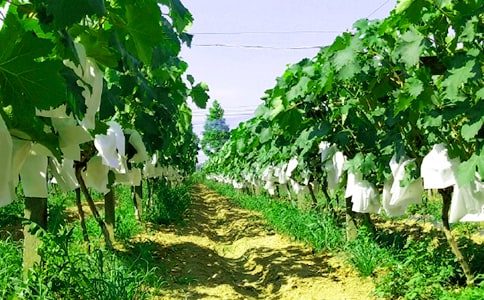 ũ���ֻ�߻���