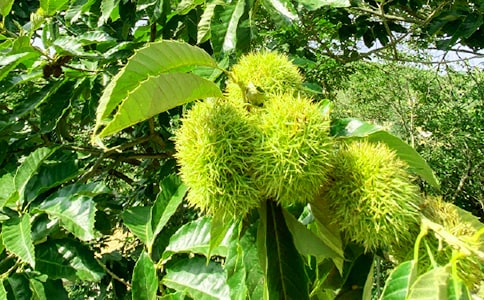 ��ѧũ���ֲ߻���12ƪ