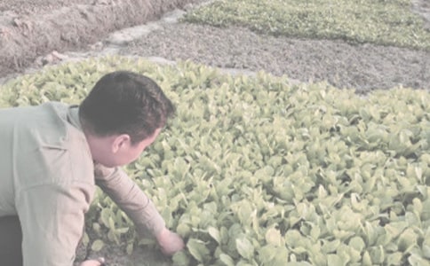 ����վũ�������Ӵ��ӹ���ͬ