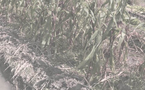 ũ�����ֺ�ͬ���ļ���9ƪ