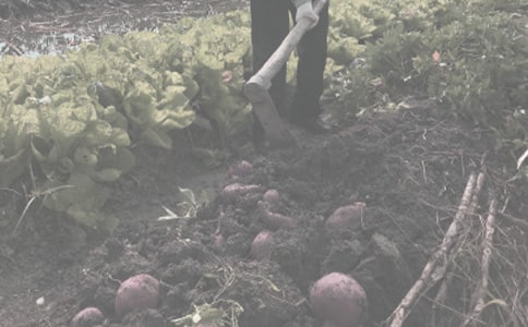 农作物种合同合集七篇