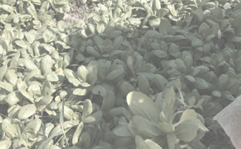 ũ�����ֺ�ͬ��ƪ