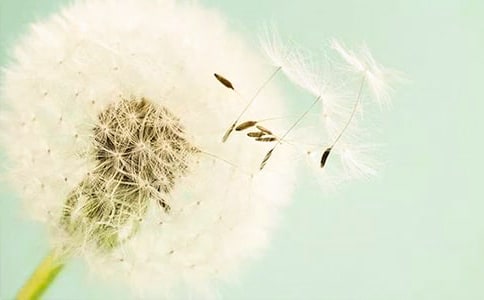 【精品】蒲公英小学作文合集十篇