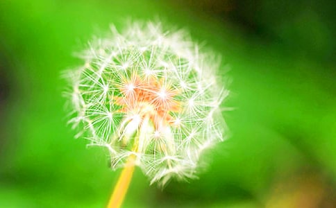 【推荐】蒲公英小学作文锦集六篇