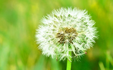 实用的蒲公英小学作文300字合集6篇