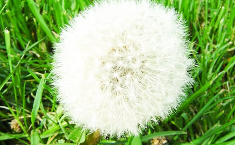 【热门】蒲公英小学作文汇编10篇