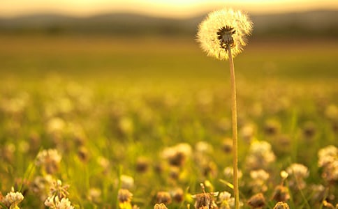 ʵ�õ��ѹ�ӢСѧ������ƪ