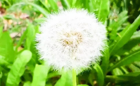 【实用】蒲公英小学作文锦集6篇