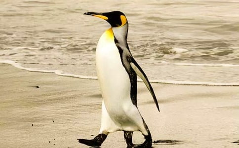 �ɰ�������ѧ��˼9ƪ