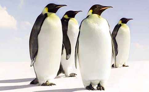 ���ɰ�����졷��ѧ��˼