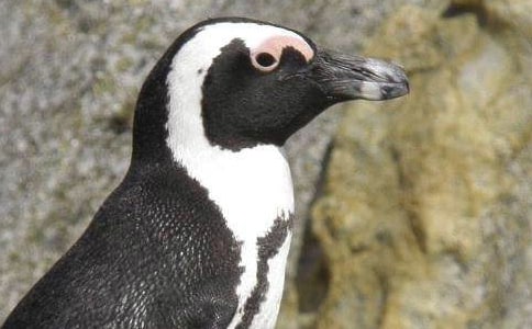 �ɰ�������ѧ��˼