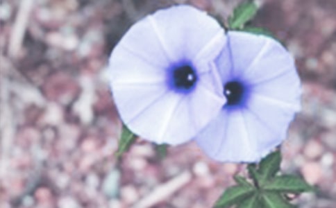 ��ѡǣţ����Сѧ������ƪ