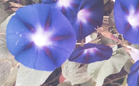 ���Ƽ���ǣţ����Сѧ����3ƪ