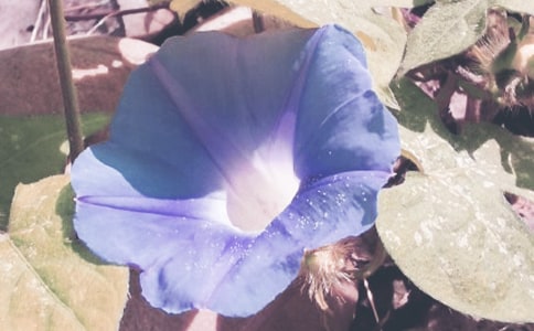 精选牵牛花的小学作文汇总五篇