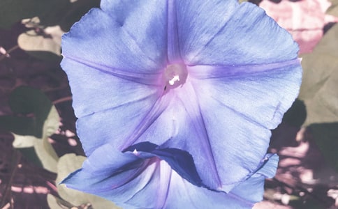 牵牛花的小学作文合集8篇