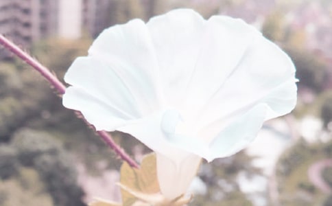 ʵ�õ�ǣţ����Сѧ����3ƪ