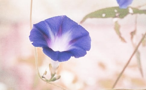 ��ѡǣţ����Сѧ����5ƪ