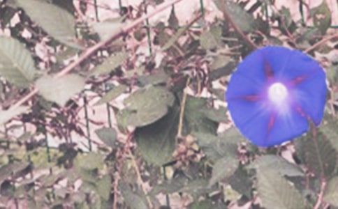 实用的牵牛花的小学作文合集九篇