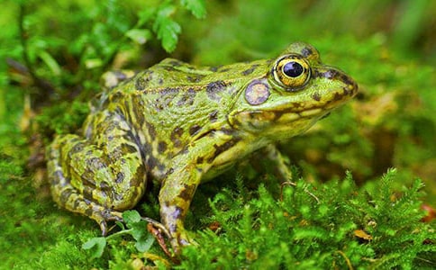 ���ܾ��Ű���������15ƪ