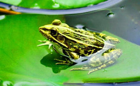 《小青蛙》教学反思常用(15篇)