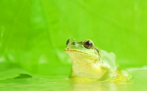 ��������Сѧ����