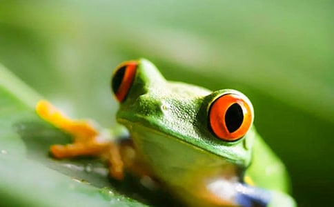 青蛙王子读后感15篇