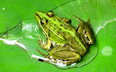 青蛙王子读后感