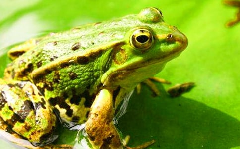 《青蛙王子》读后感小学生