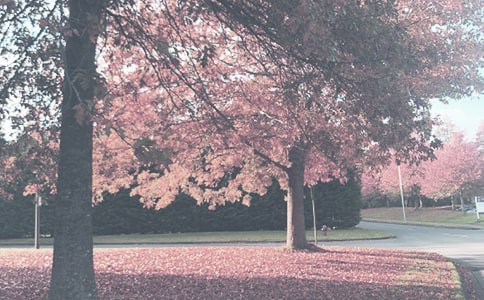 �＾Сѧ���������ƻ�