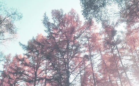 ���꼶�＾�����ƻ�������ƪ