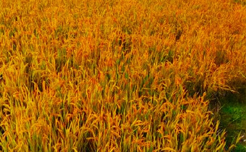 ���յľ���Ψ��300��