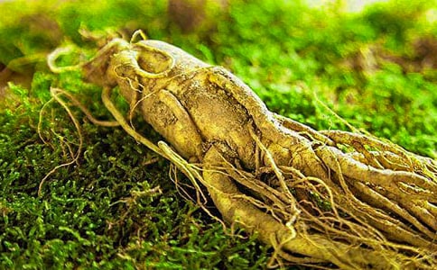 偷吃人参果读后感12篇