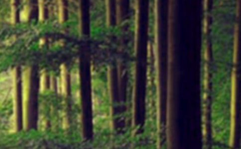 《地下森林断想》教学反思