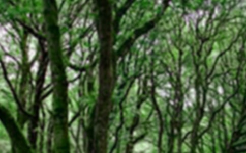 ��ѡɭ��ͯ��Сѧ���Ļ���6ƪ