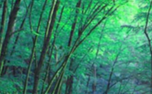 森林童话小学作文