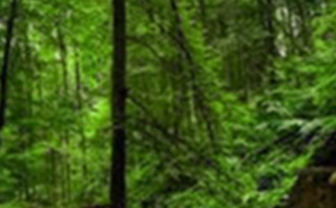 小学森林防火作文