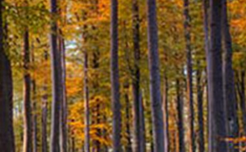 精选森林童话小学作文汇编十篇