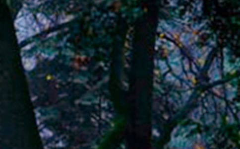 关于森林的句子