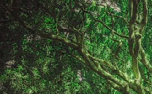 关于森林的感言