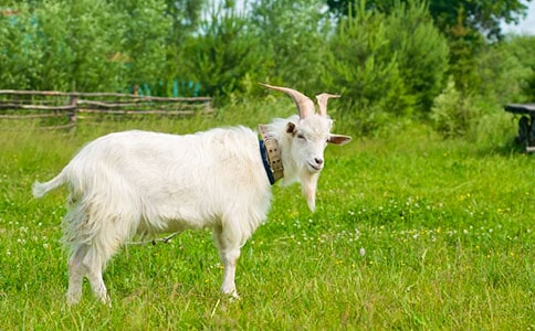 《山羊不吃天堂草》读后感合集15篇