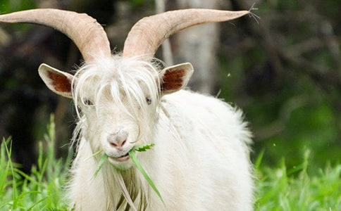 ��ɽ�򲻳����òݡ������